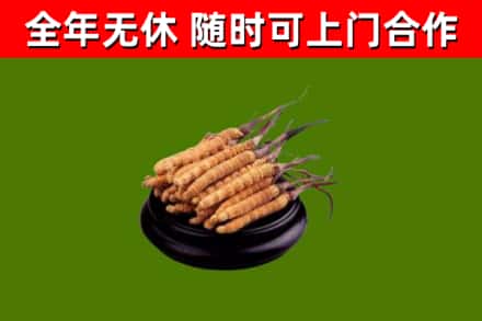 大理回收散虫草
